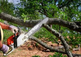 Best Tree Cabling and Bracing  in Alachua, FL